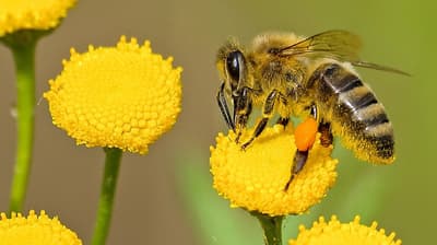 Why Do Bees Get Drunk in Australia?