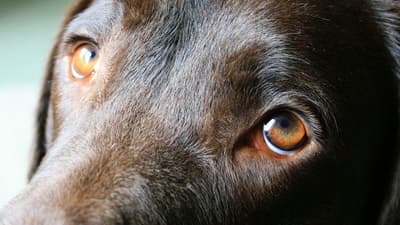 How Did Dog's Eyes Evolve?