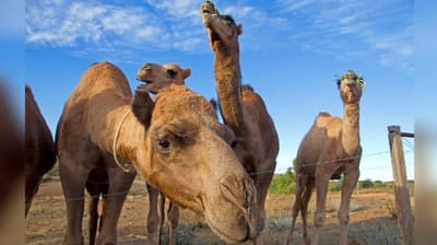 Which Country Has the World's Largest Herd of Wild Camels?