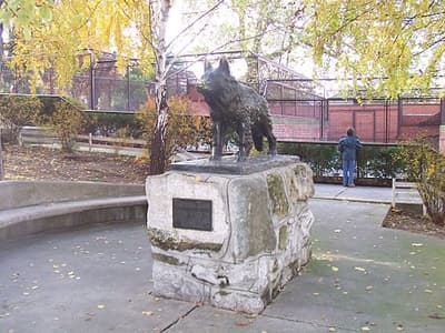 Ontmoet Gabi, een vrouwelijke Duitse herder die als bewakingshond in de Belgrado Zoo werkte. In 1987 werd ze beroemd door een ontsnapte jaguar 's nachts te spotten. Gabi vocht met de jaguar door de hele dierentuin, verhinderde zijn ontsnapping, herstelde volledig en keerde terug naar haar werk.