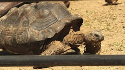 科学家们在何处发现了被认为已灭绝超过一个世纪的巨型乌龟?