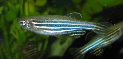 How Do Drunk Zebrafish Convince Sober Ones to Follow Them?