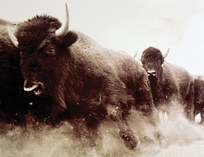 欧洲野牛群体通过多数规则移动：每只野牛通过面向它想去的方向来“投票”，群体会朝人数最多的方向前进。