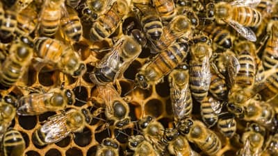 Un estudio de laboratorio descubrió que el veneno de abeja (que contiene la sustancia "melitina") destruyó dos tipos de células de cáncer de mama difíciles de tratar. La melitina por sí sola redujo el crecimiento de las células cancerosas y puede producirse sintéticamente. Una concentración del veneno eliminó las células cancerosas en una hora con daño mínimo a otras células.