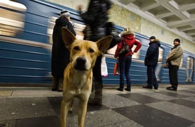 À Moscou, les meutes de chiens errants envoient parfois un membre plus petit et plus mignon quémander de la nourriture, réalisant apparemment que cela sera plus efficace que leurs homologues plus gros et moins attrayants.