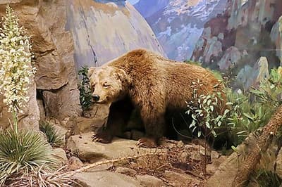 A pesar de aparecer en la bandera de California, el oso grizzly de California está extinto desde 1924.