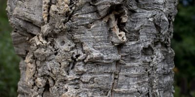 コルクフローリングやワインのコルクは、コルクオークの樹皮を使用して作られます。木は伐採されません。樹皮は収穫され、すぐに再生し、7年ごとに再び収穫できます。コルクオークは傷つけられないため、持続可能な資源です。