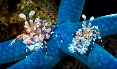 What Do Harlequin Shrimps Eat?