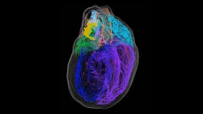 En 1991 se descubrió que el corazón tiene su “pequeño cerebro” o “sistema nervioso cardíaco intrínseco”. Este “cerebro del corazón” está compuesto por aproximadamente 40 000 neuronas que son semejantes a las neuronas del cerebro, lo que significa que el corazón tiene su propio sistema nervioso.