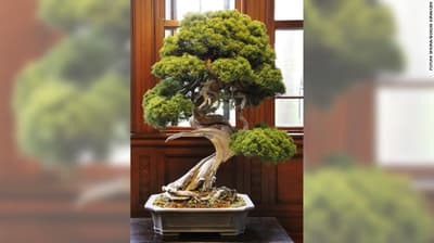 When a 400-year rare old Japanese bonsai tree was stolen, the bonsai master gave out instructions on how the thief could care for the plant so it doesn't die, as he felt it was his child.