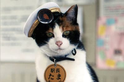 Para reforçar sua popularidade decrescente como centro de viagens, a Linha de Trem Kishikawa, no Japão, nomeou a gata Tama como nova chefe de estação em 2007, gerando um enorme aumento de visitantes. Em 2010, um segundo gato foi contratado para “auxiliar” Tama em suas funções.