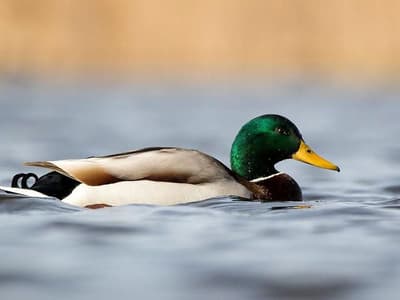 魚の卵はアヒルの体内を通過した後でも生き残り、孵化することができ、これが一見清浄で孤立した水域が魚で満たされる理由の一つです。