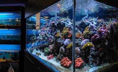 De database van een casino werd gehackt via een slimme aquariumthermometer.