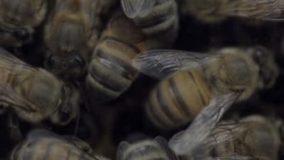 How Can Honeybee Venom Cure Cancer?