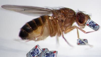 Why Do Fruit Flies Drink?