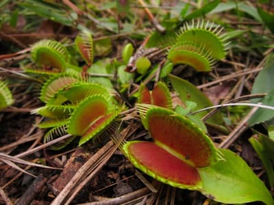 Where Can You Commonly Find Venus Flytraps in the US?