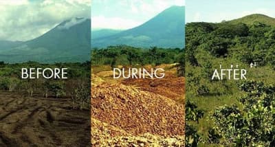 How Did Orange Peels Save an Entire Rainforest?