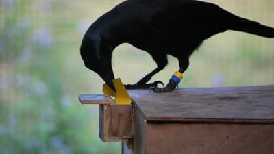 Do Crows Know How To Use Vending Machines?