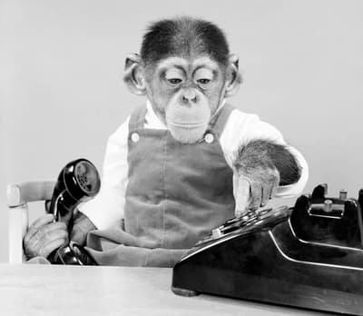 Has Anyone Tried Raising a Chimpanzee as a Human Child?