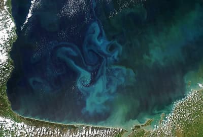 How Important are Phytoplankton and Seaweed in Our Ecosystem?