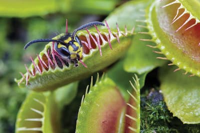 Where Can You Commonly Find Venus Flytraps?