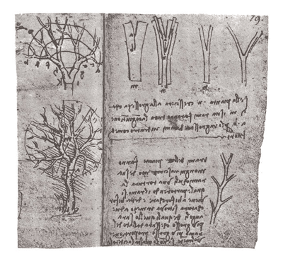 What Was Leonardo Da Vinci's Theory on Trees?