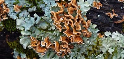 How Did Life Blossom After the Extinction of the Dinosaurs?