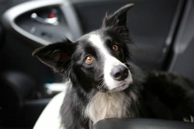 Did Carole King Ever Find Her Dog, Katie?