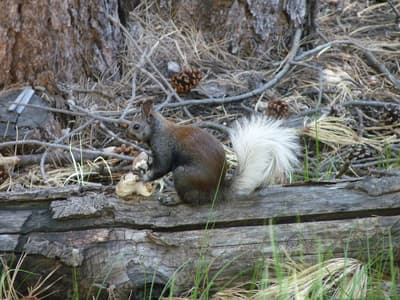 Are Abert and Kaibab Squirrels Examples of Speciation?