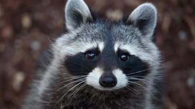 What Did Zookeepers Do About a Racoon that Broke In?