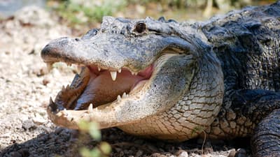 Why Do Alligators Keep Their Eggs in Their Mouths?