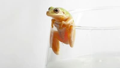 كيف كان الروس يمنعون الحليب من الفساد قبل اختراع الثلاجة؟