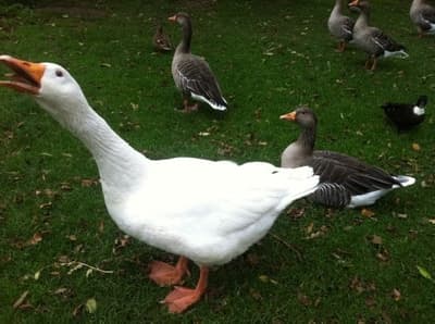 Can Geese Replace Guard Dogs?