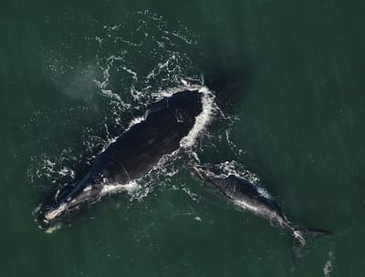 Why Are Right Whales in the North Atlantic Endangered?