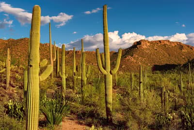 Qual è la sfortunata storia di David Grundman e del cactus saguaro?