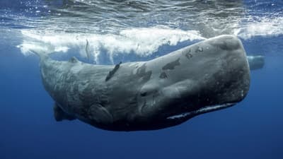 Is It Dangerous to Swim with Sperm Whales?