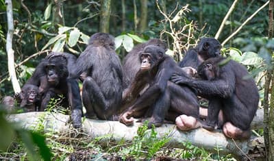What is the Difference Between Bonobos and Chimpanzees?