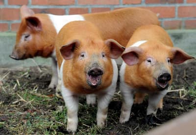 What Happened During the Danish Pig Protest?