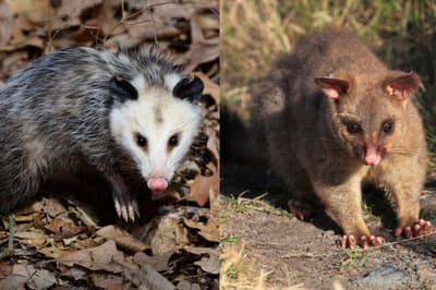 Are Opossums and Possums the Same?