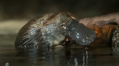 Where Can You Find A Platypus?