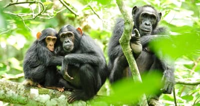 Did HIV Come From Monkeys?