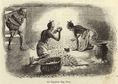 How Did Egyptians Incubate Eggs?