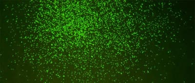 Are There Prehistoric Microbes Alive Today?