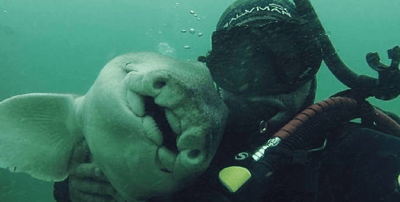 Peut-on se lier d'amitié avec un requin ?