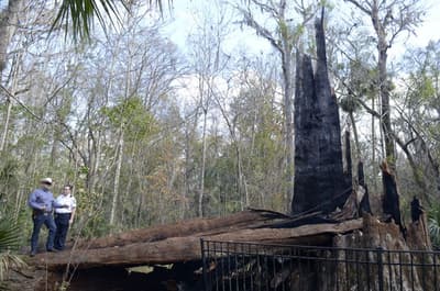 What Happened to "The Senator"?