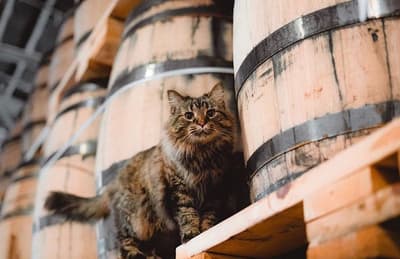 What Are Distillery Cats?