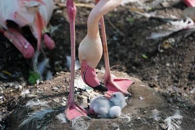 How Do Zoos Help Birds Breed?