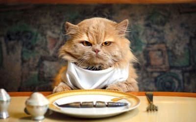 What Do Cats Do When They Don’t Like the Food?