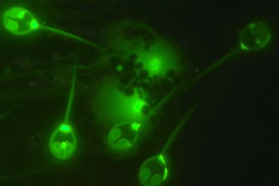 What Animal Does Not Need Oxygen to Breathe?