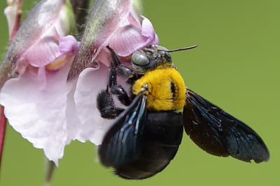 What Are Solitary Bees?